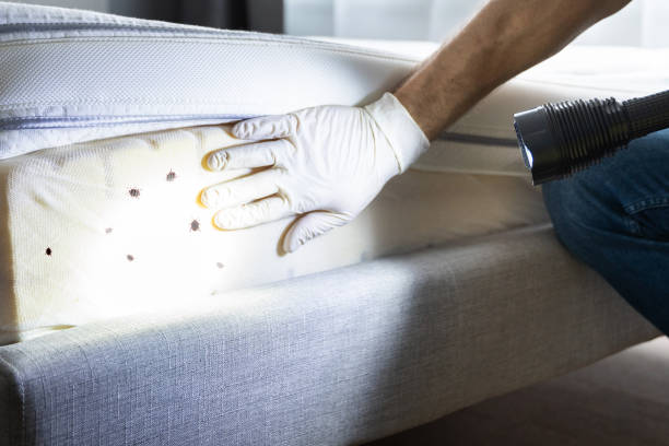 Best Wasp Removal Services  in Iona, FL